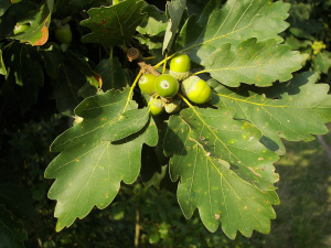 A sessile oak