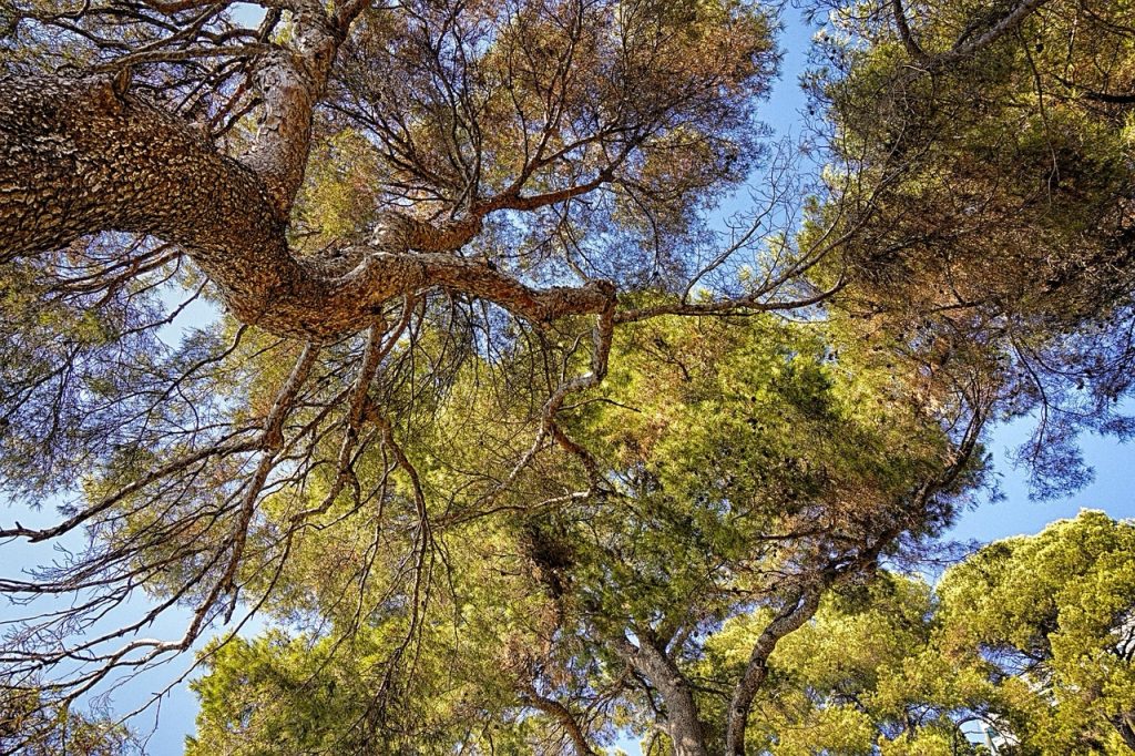 Trees suffused with sunlight